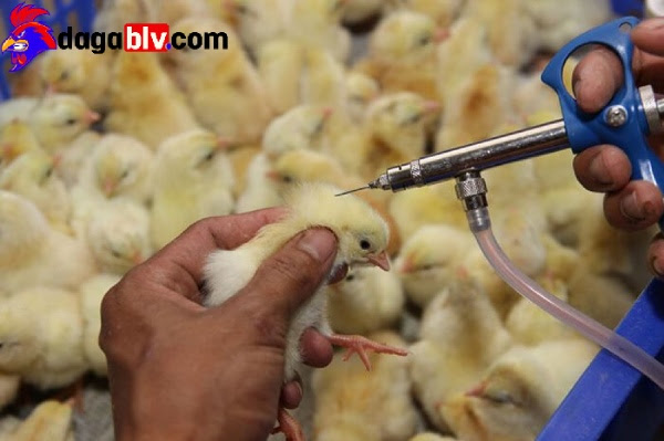 Tiêm vacxin kháng thể cho gà ngay khi còn nhỏ để phòng bệnh 