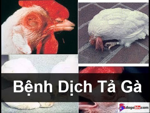 bệnh dịch tả gà