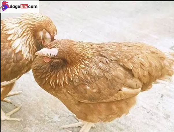 Cách phòng và trị bệnh e coli trên gà