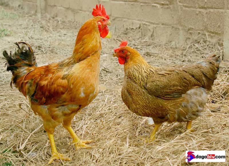 Cách điều trị và thuốc đặc trị ecoli ở gà