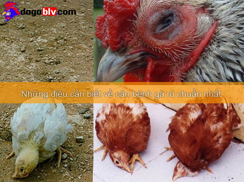 bệnh gà rù