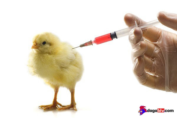 Tiêm chủng cho gà theo lịch tiêm phòng thú y, phòng tránh bệnh viêm khớp ở gà