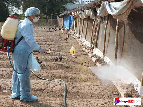 Công tác phòng bệnh viêm ruột hoại tử ở gà
