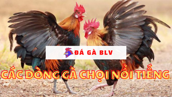 Các dòng gà chọi nổi tiếng