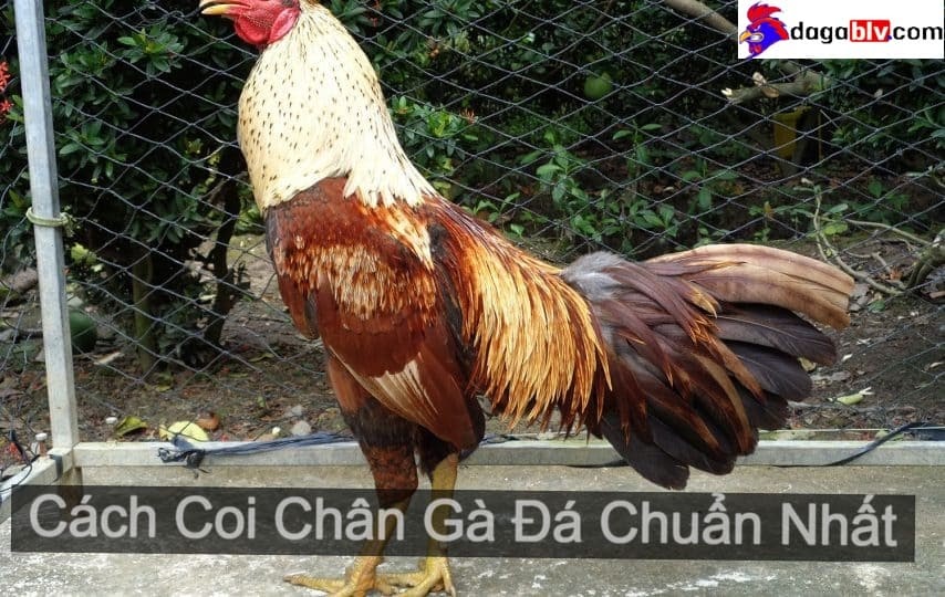 Cách Coi Chân Gà Đá Chuẩn Nhất