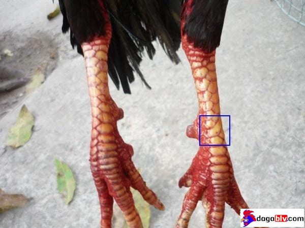 Cách Coi Chân Gà Đá Thông Qua Đôi Chân