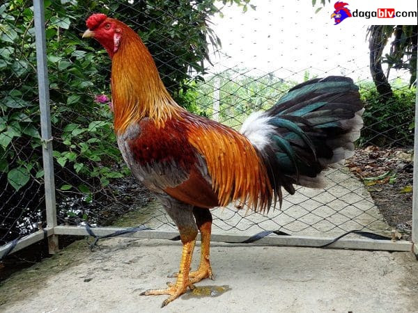 Cách Coi Chân Gà Đá Thông Qua Cựa Gà