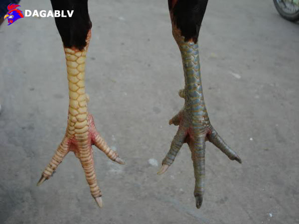 Cựa gà Nhật Nguyệt