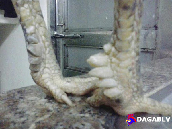 Cách xem tướng gà đá - Gà Lục Đinh