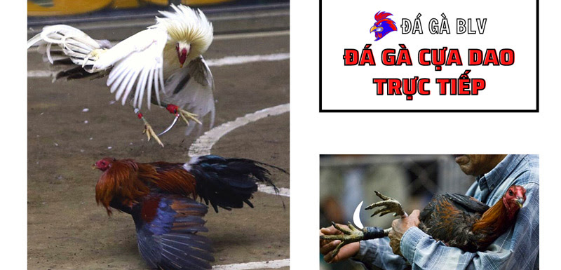 Đá gà cựa dao