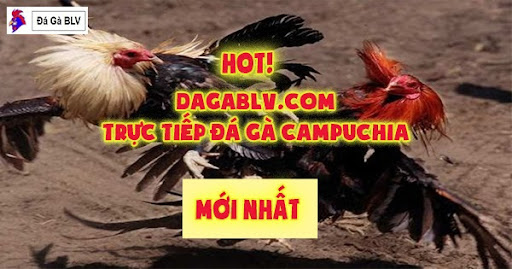 trực tiếp đá gà