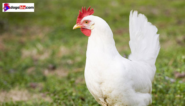 Gà Leghorn - giống gà siêu đẻ trứng có nguồn gốc từ Ý