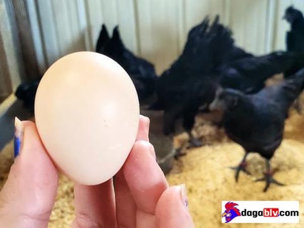 Trứng gà mặt quỷ không có màu đen như "lời đồn"