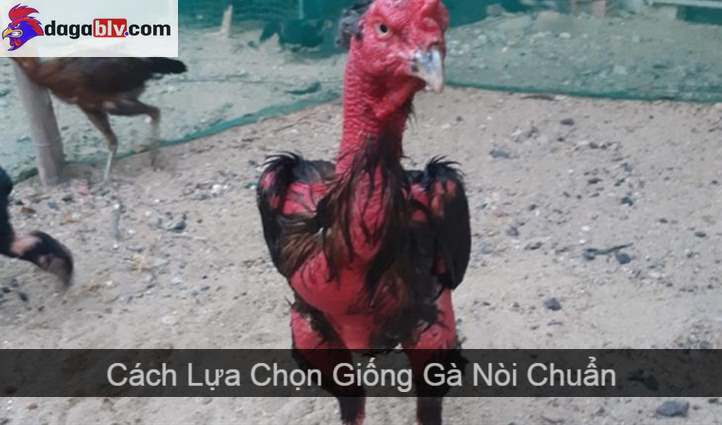 gà nòi