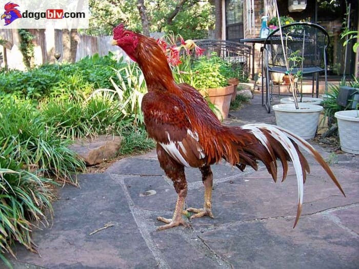 hình gà đá