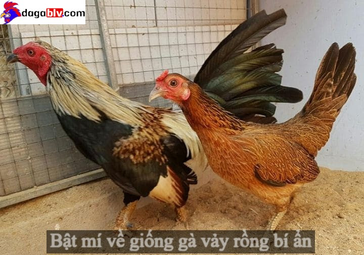 Giống gà vảy rồng quý hiếm nhất Việt Nam