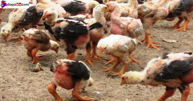 Kỹ thuật nuôi gà đông tảo con 2 tháng tuổi thuần chủng
