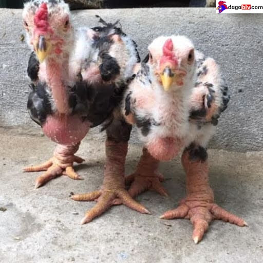 Kỹ thuật nuôi gà đông tảo con 3 tháng tuổi thuần chủng