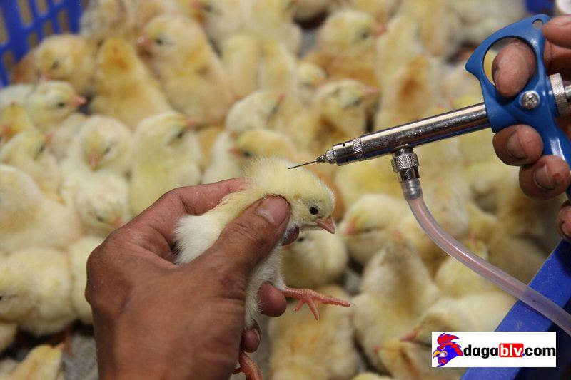 Tiêm chủng vắc-xin phòng ngừa các bệnh thường gặp ở gà