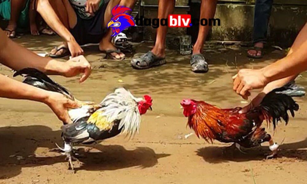 trực tiếp đá gà bình luận viên