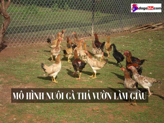 Mô hình nuôi gà thả vườn làm giàu