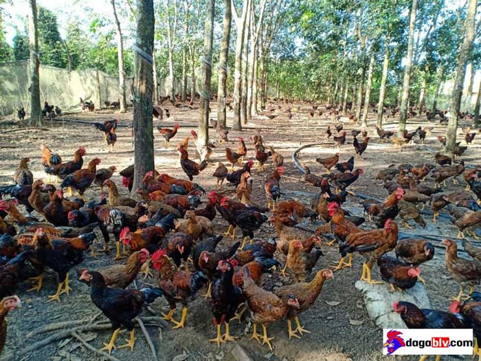 mô hình nuôi gà thả vườn