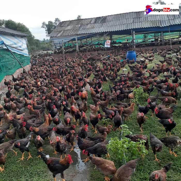 mô hình nuôi gà thả vườn 3 trong 1