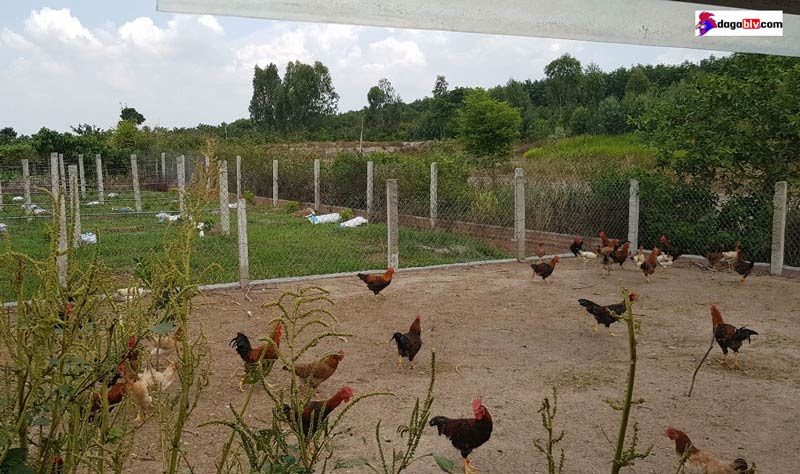 Làm chuồng nuôi gà thả vườn quy mô nhỏ