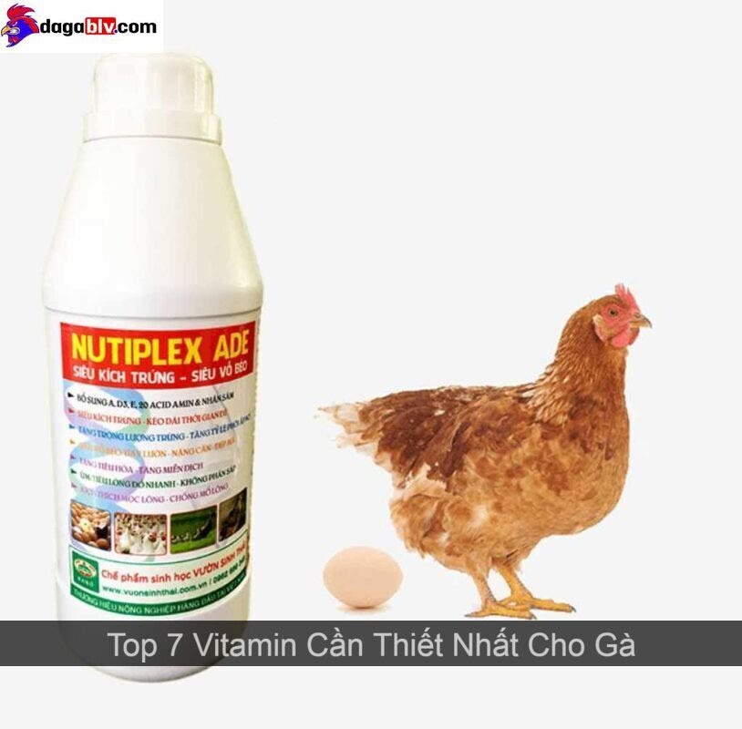 Vitamin Cho Gà