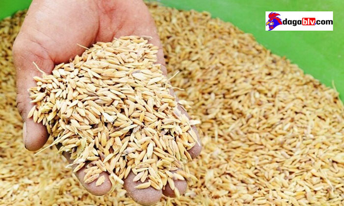 Lúa đã lọc hạt lép là thức ăn chính của gà chọi