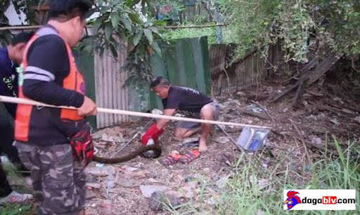 Bé na nuốt gà chọi