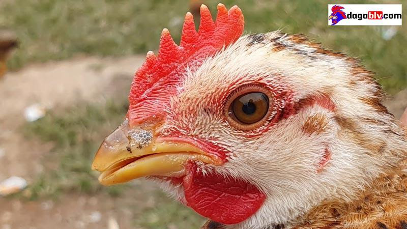 Cách điều trị bệnh apv trên gà