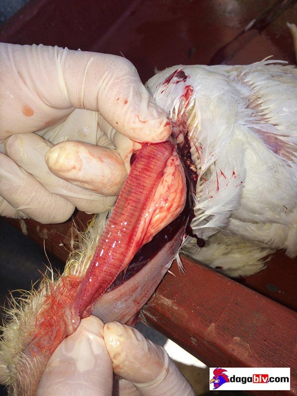 Bệnh tích bệnh ib trên gà - Khí quản của gà bệnh có nhiều đốm xuất huyết