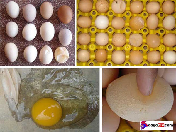 Trứng của gà bệnh IB kém chất lượng