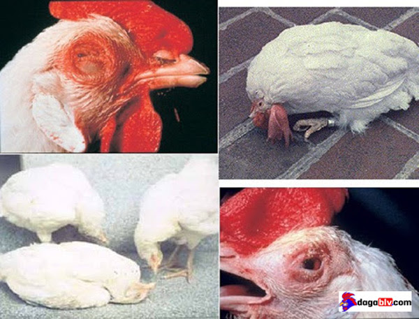 Nhiễm virus Paramyxoviridae  gây bệnh Newcastle ở gà khiến gà bị liệt chân