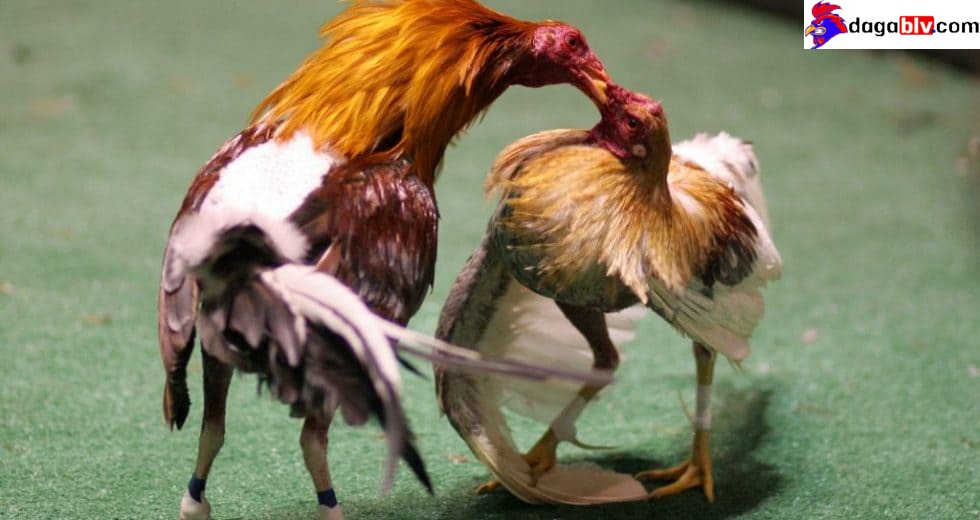 Phòng tránh bệnh toi gà
