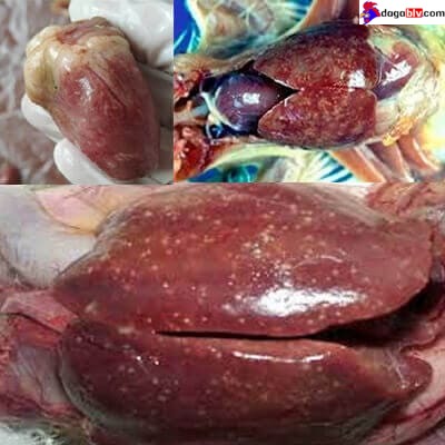 Bệnh tích của gà bị nhiễm bệnh