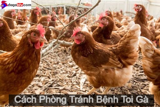 Bệnh toi gà