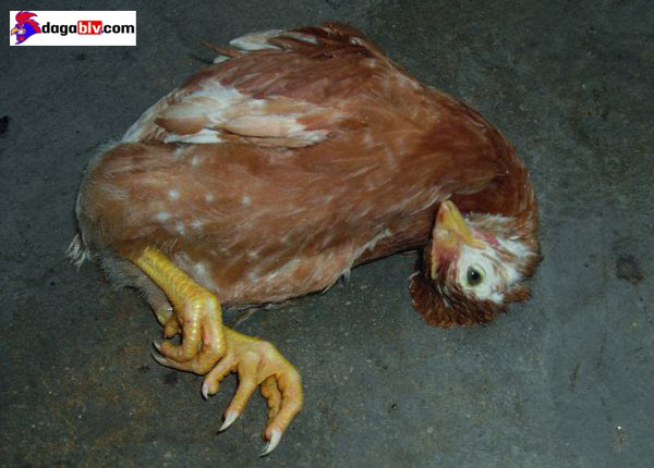 Triệu chứng bệnh viêm ruột hoại tử ở gà