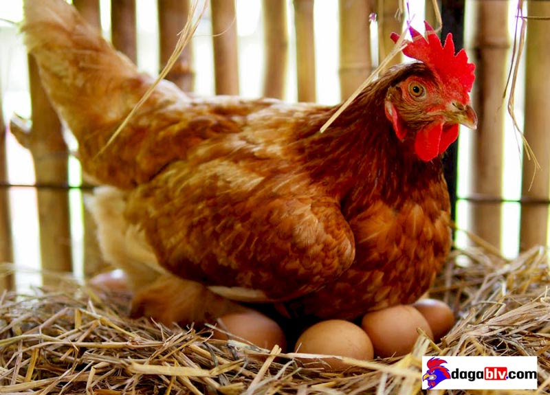 Cách phối trộn thức ăn cho gà đẻ trứng