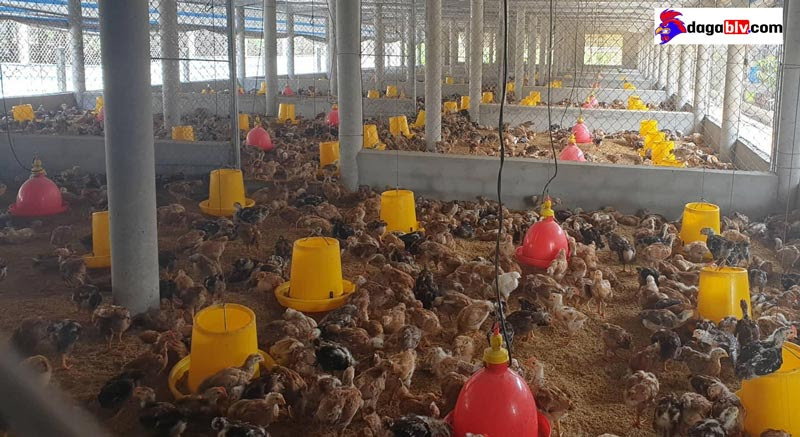 Lợi ích khi nuôi gà công nghiệp - Cách nuôi gà công nghiệp nhanh lớn