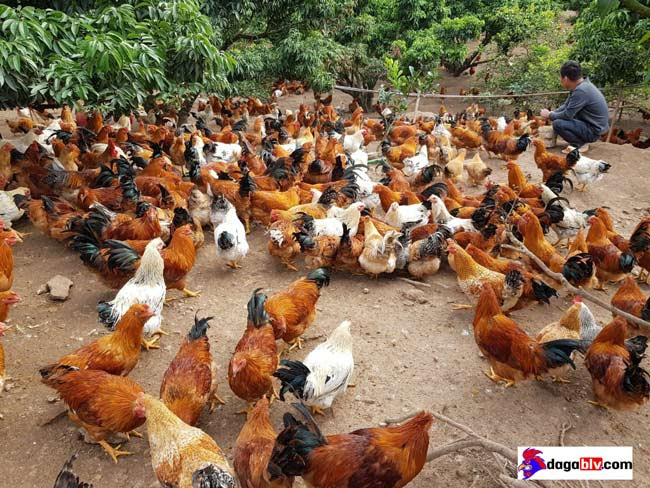 Mô hình nuôi gà thả vườn