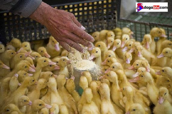 Các bệnh thường gặp ở vịt