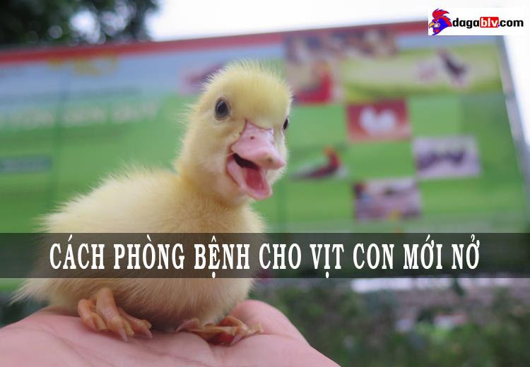 Cách phòng bệnh cho vịt con - duy trì nhiệt độ thích hợp