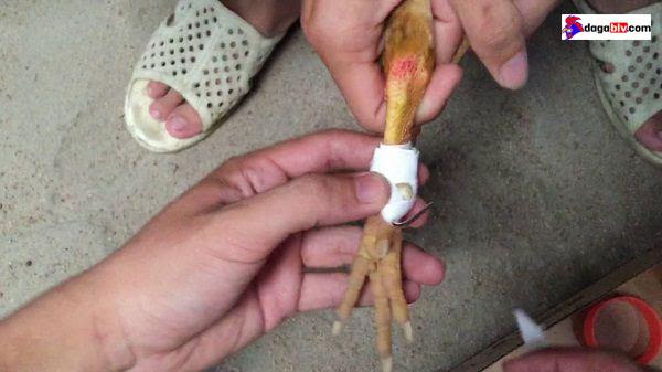Tìm sợi gân tại gối gà để bắt đầu trồng cựa