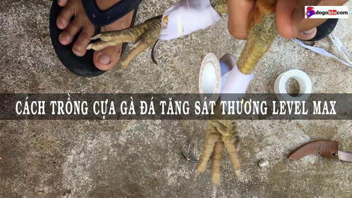 cách trồng cựa gà