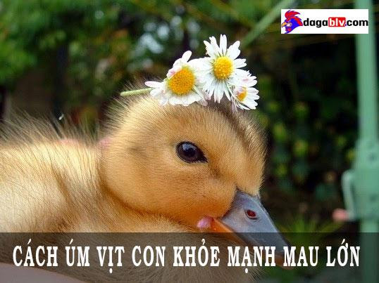 Vì sao cần nuôi úm vịt con?