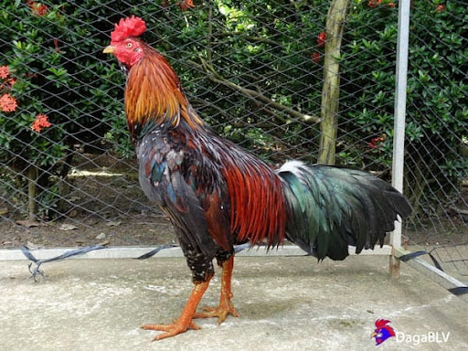 Giống gà chọi chơi đá gà cựa sắt
