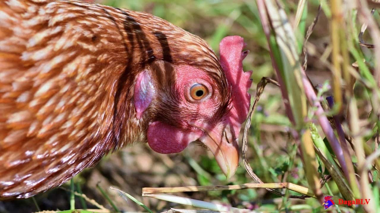 Cúm gia cầm