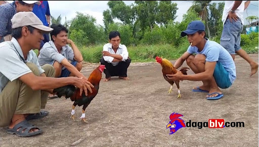 Đá Gà Cựa Sắt miền tây 2020